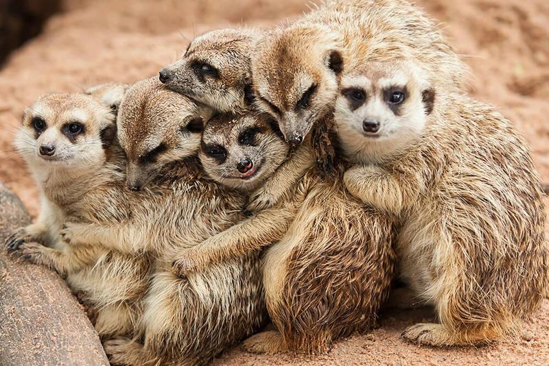 Meerkat