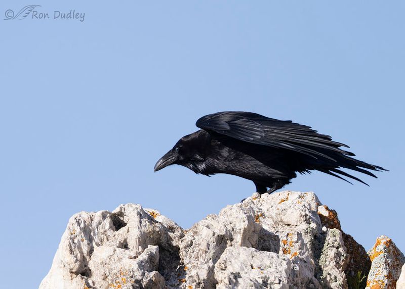 Ravens