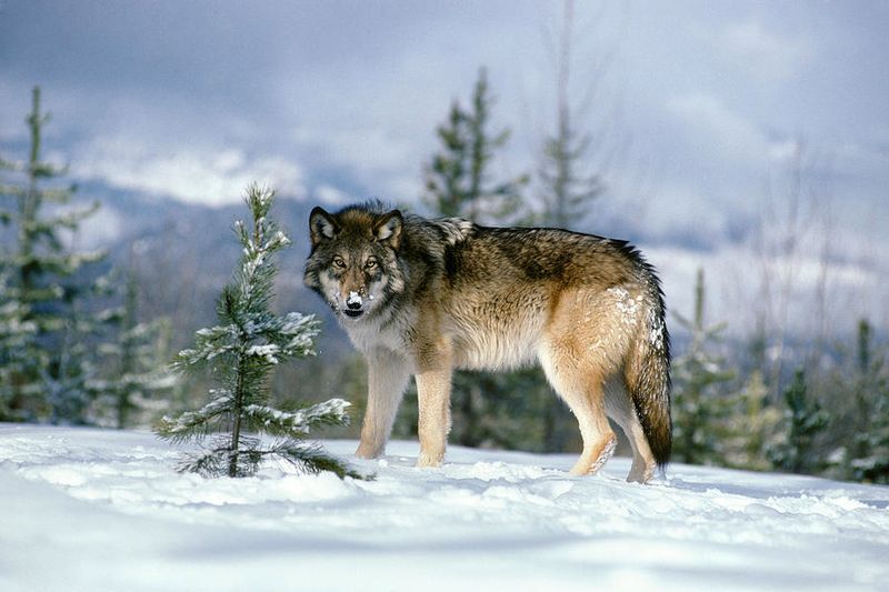 Gray Wolves