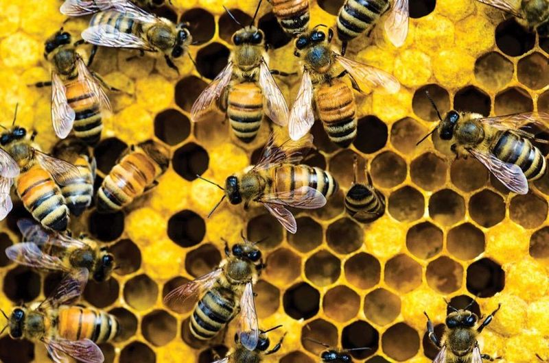 Bees and Communication
