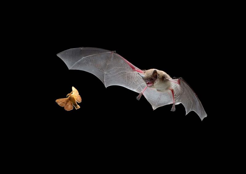 Bats are Blind