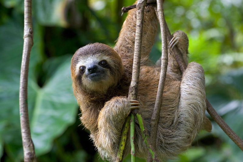 Sloth