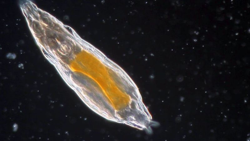 Bdelloid Rotifers