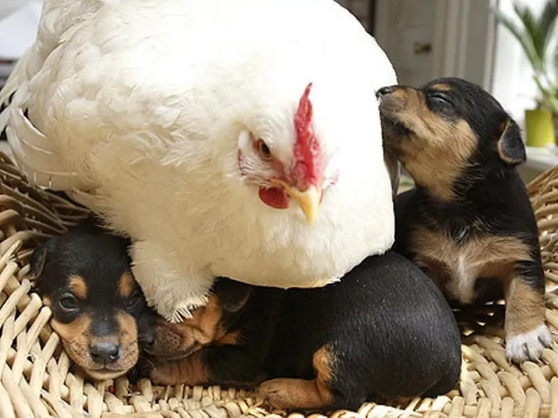 Mabel and her Flock