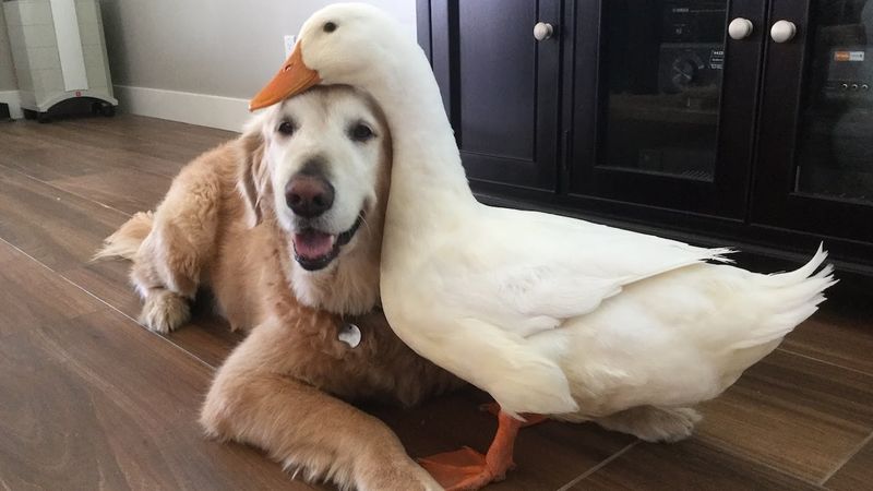 Fred the Labrador & Dennis the Duckling
