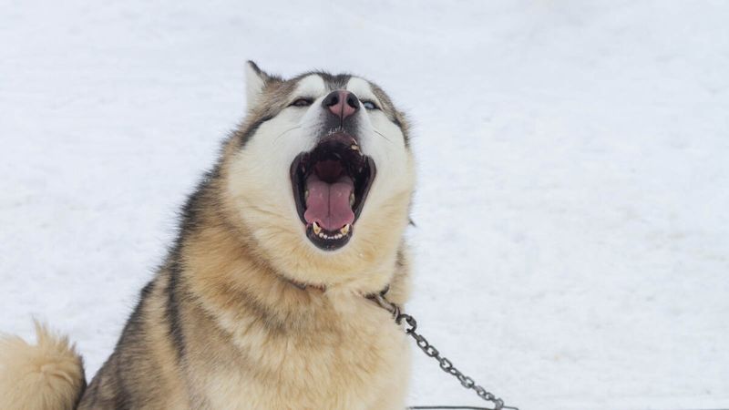 Siberian Husky