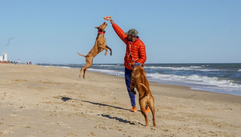 Vizsla