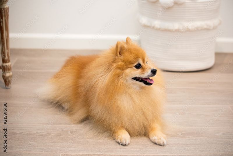 Pomeranian