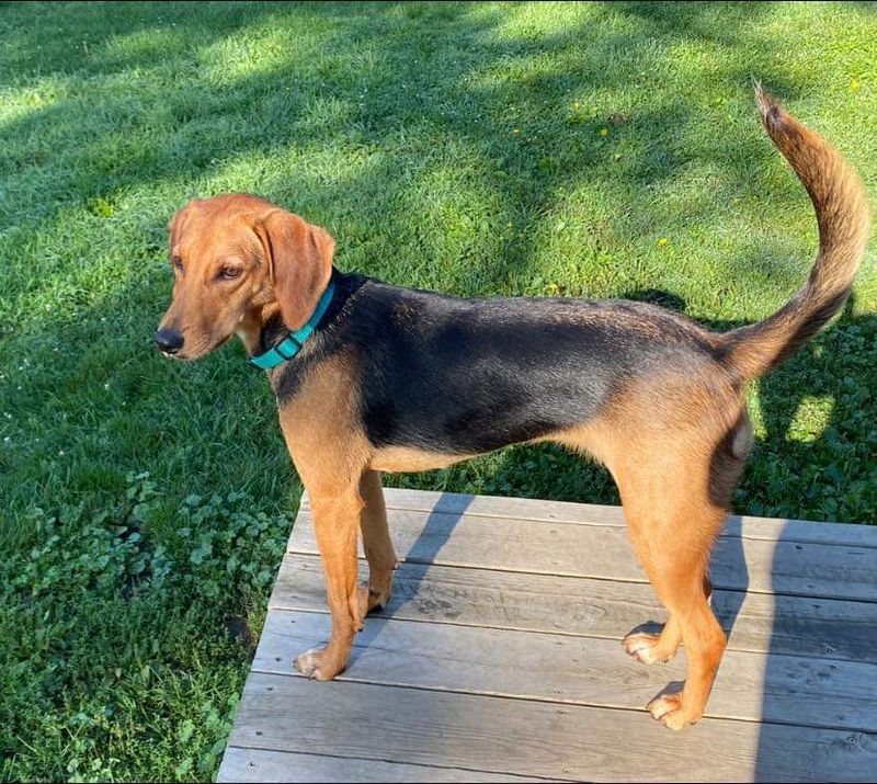 Coonhound