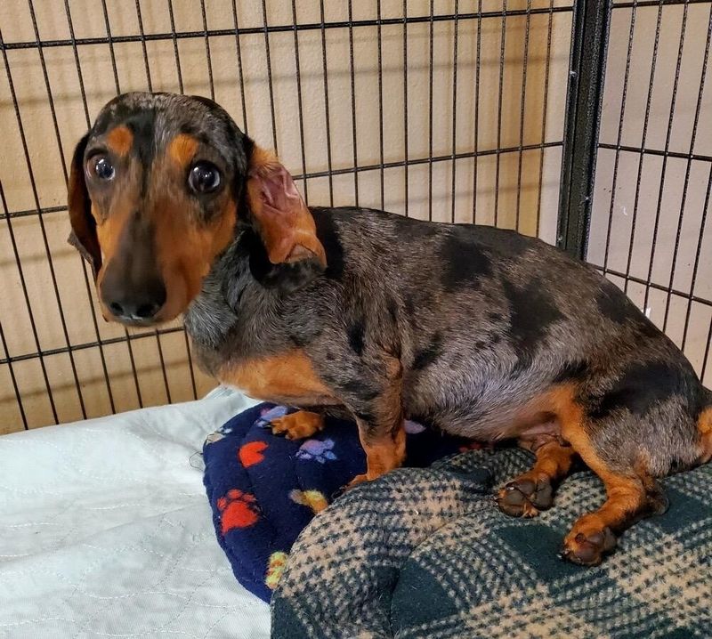 Dachshund