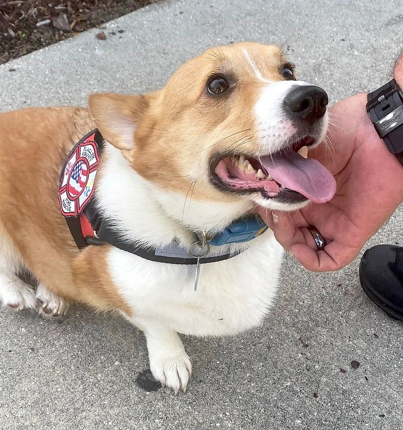 Corgi