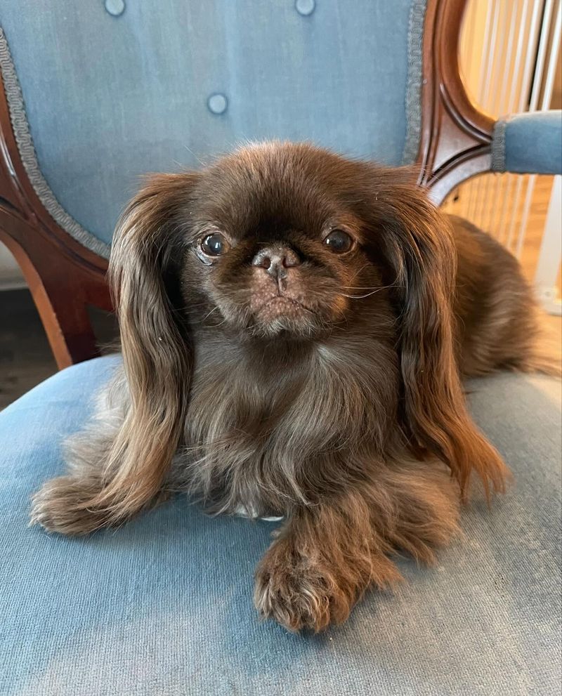 Pekingese