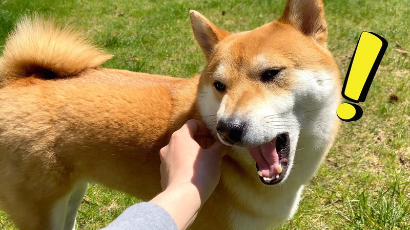 Shiba Inu