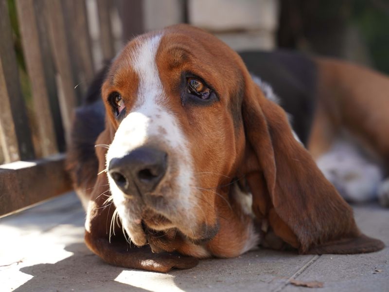 Basset Hound