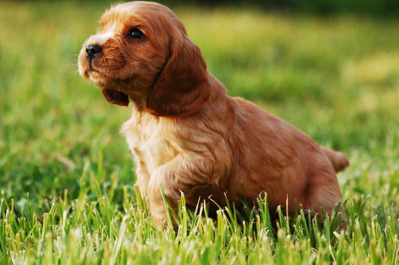 Cocker Spaniel