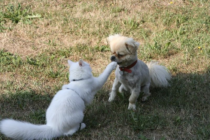 Maltese