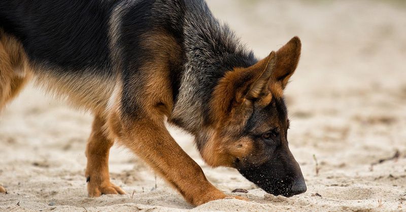 German Shepherds on Duty