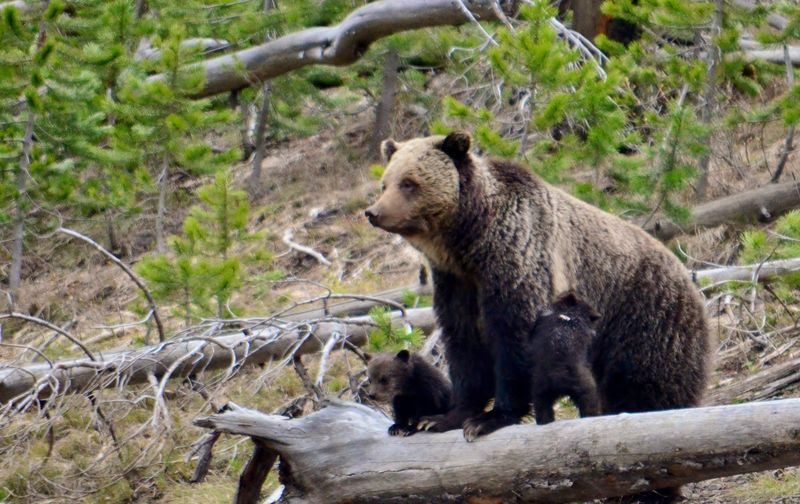 Bear