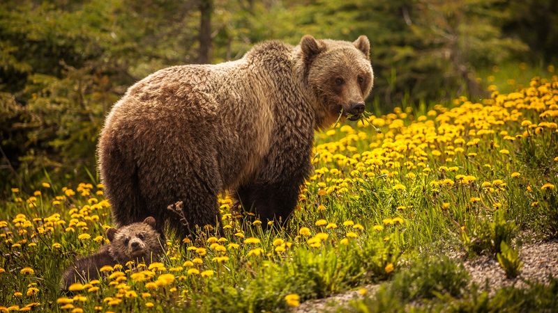 Bear
