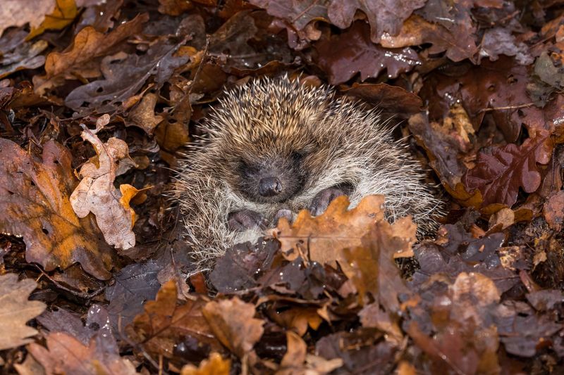 Hedgehog