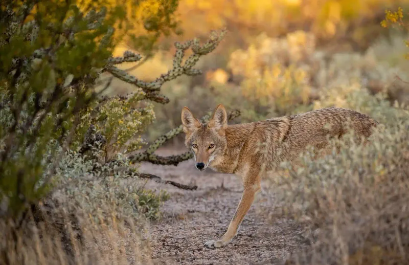 Coyotes in the Shadows