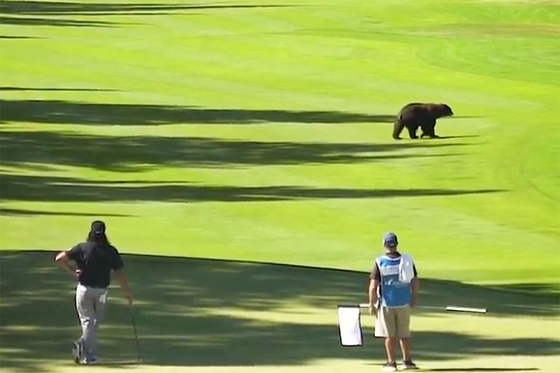 Bear Strolls the Course