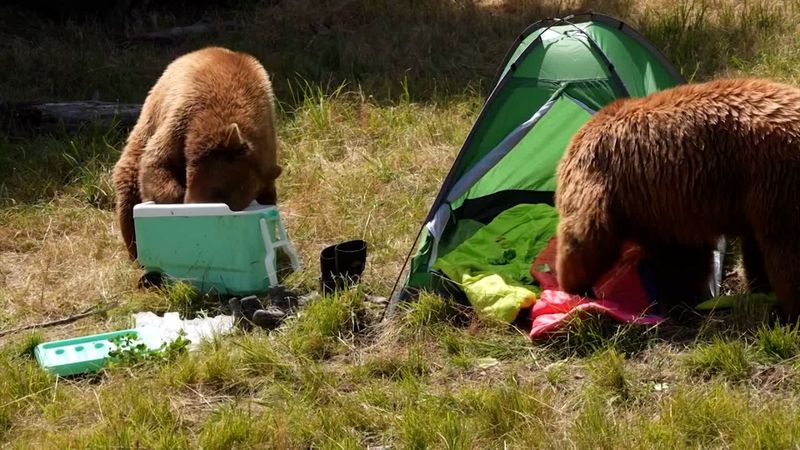 Bear