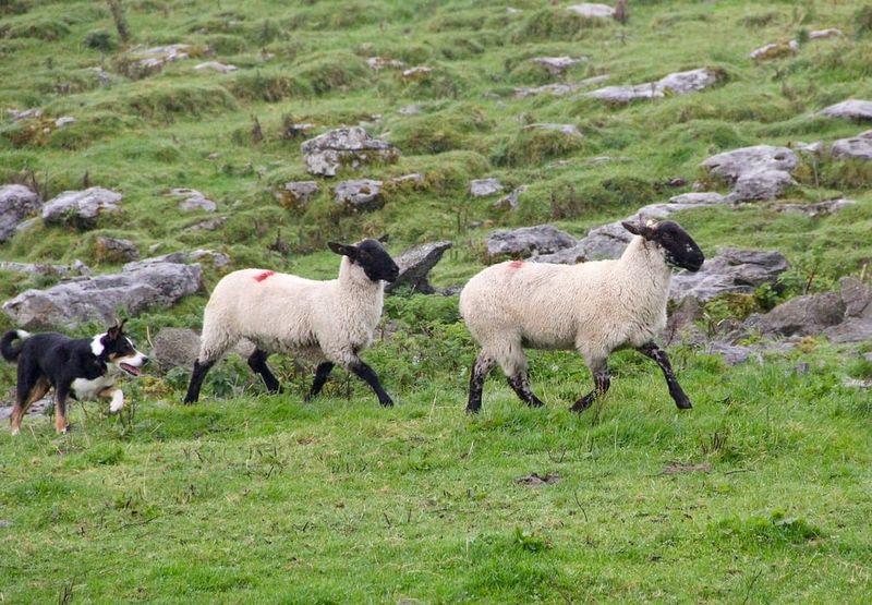 Welsh Sheepdog