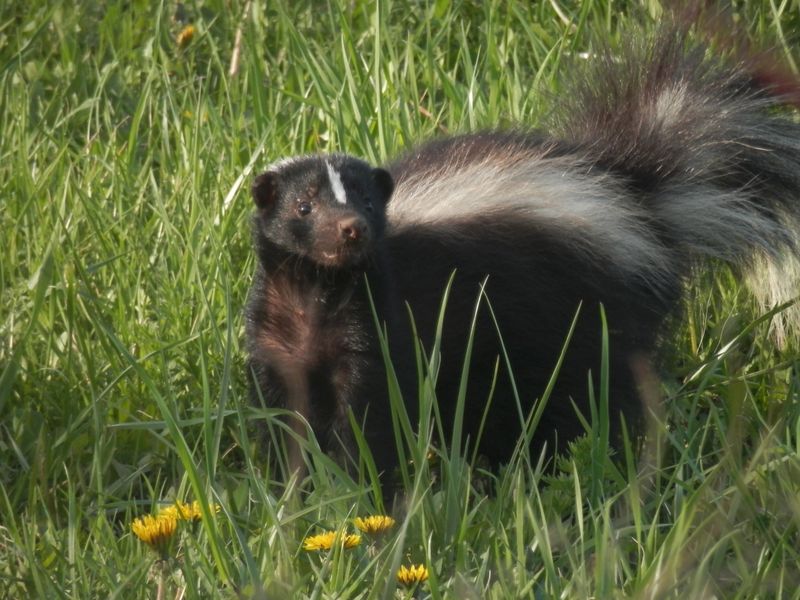 Skunk
