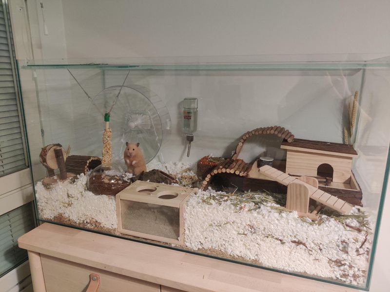 Hamster