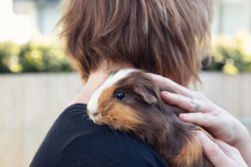 Guinea Pig