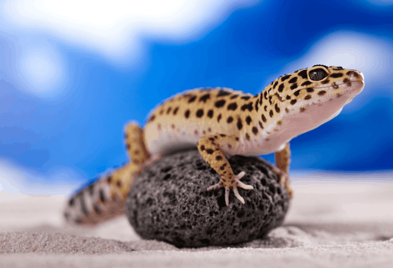 Leopard Gecko