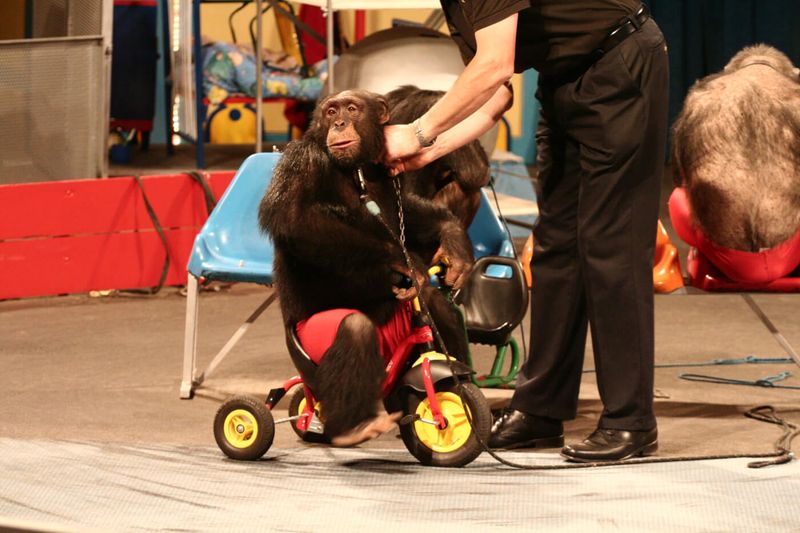 Chimpanzees