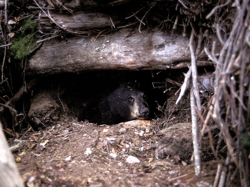 Bears Hibernate All Winter Long