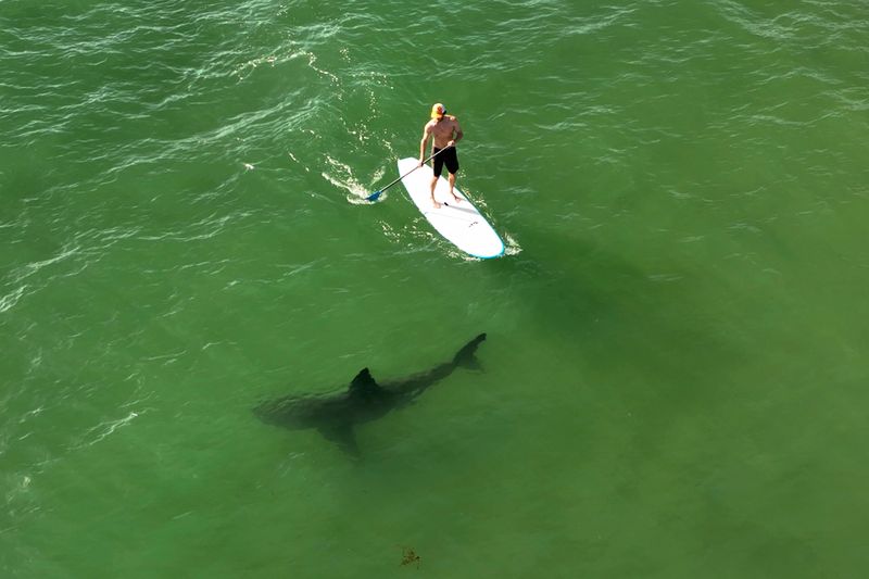 Sharks as Mindless Killers