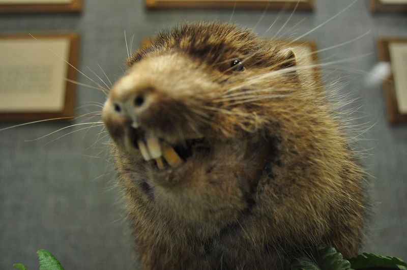 Beaver