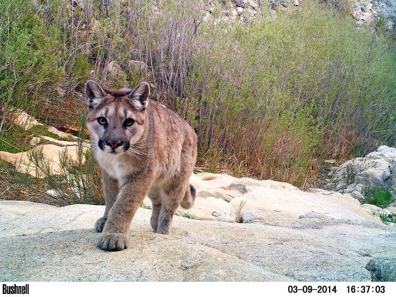 Cougar