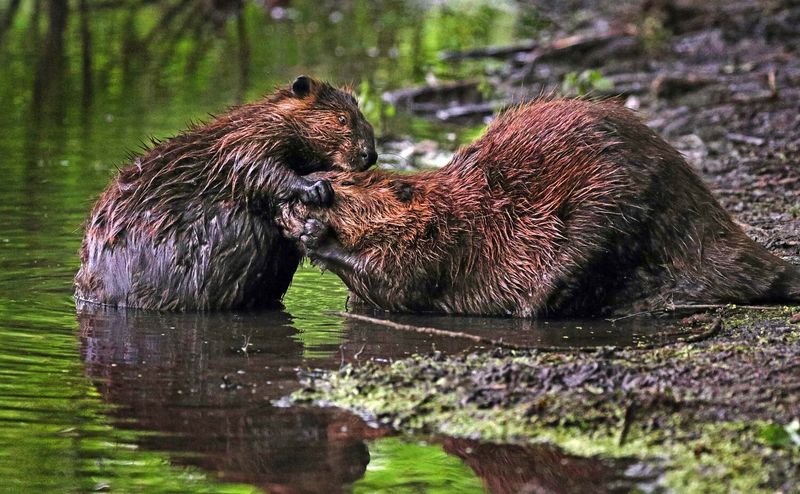 Beaver