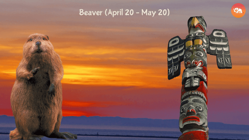 Beaver
