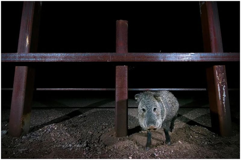 Javelina: Masters of the Borderland Crossings