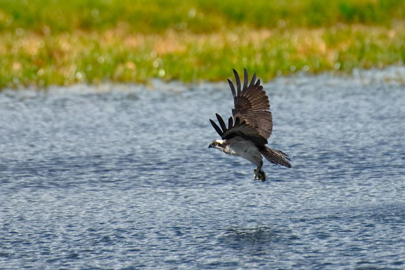 Ospreys