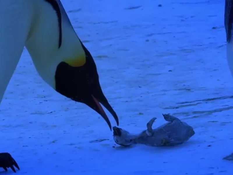 Penguins