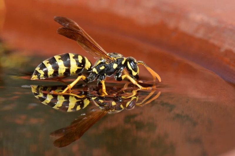 Wasp