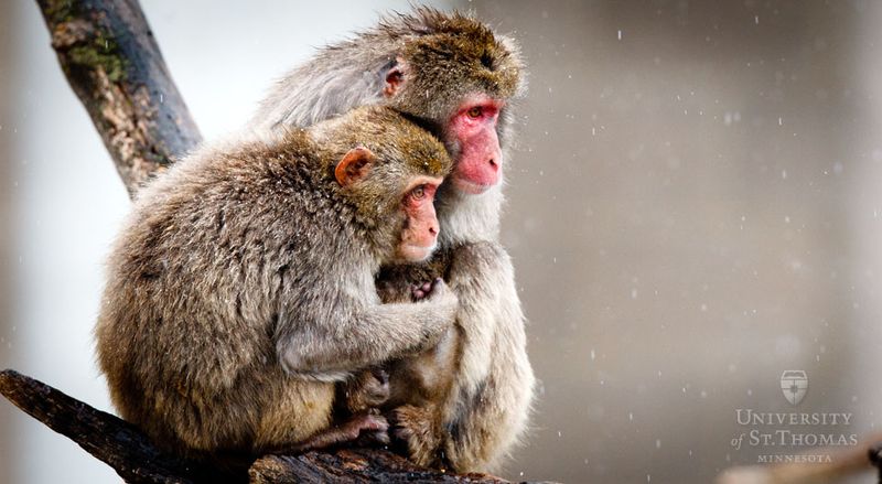 Japanese Macaque