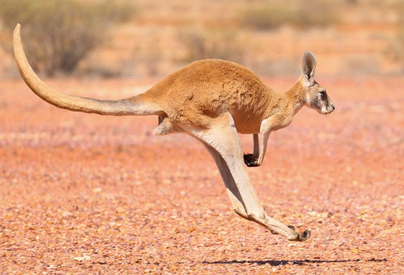 Kangaroo