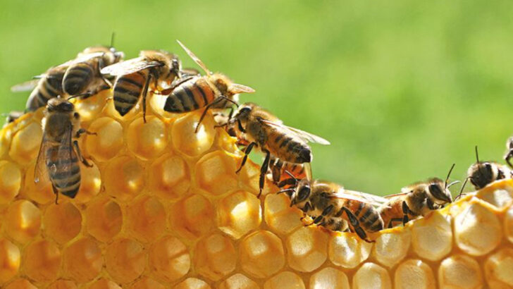 Bees Are Rapidly Declining—And These 15 Alarming Changes Are Already Being Seen Around the World