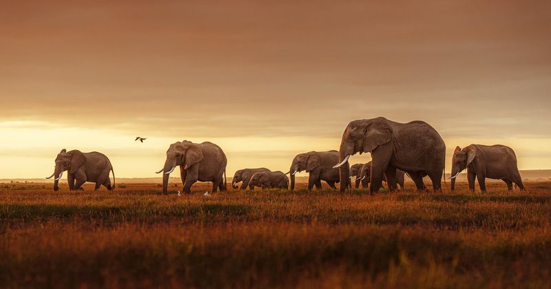 Elephants Roam Free