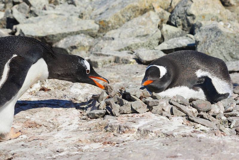 Penguins Stealing Stones
