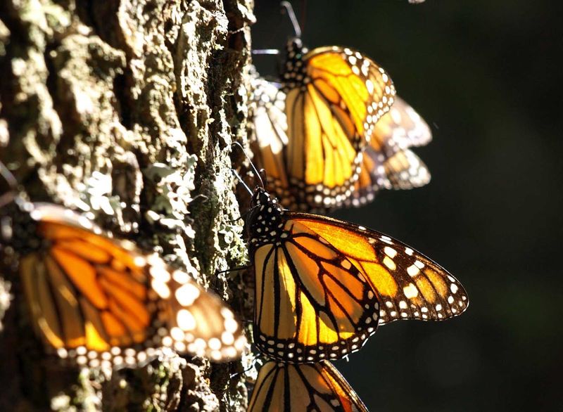 Migration Without Teaching
