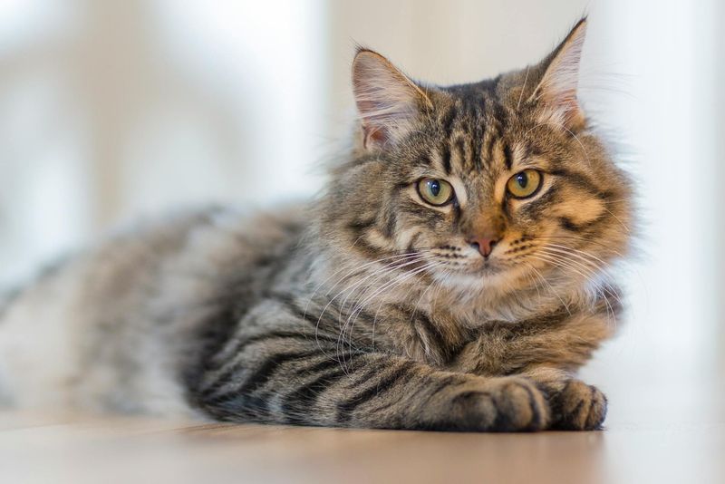 Cats and Independence